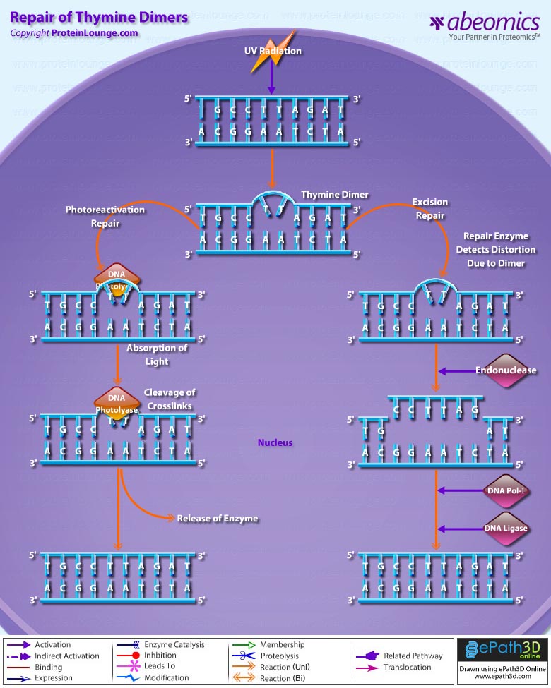 What Are Dimers